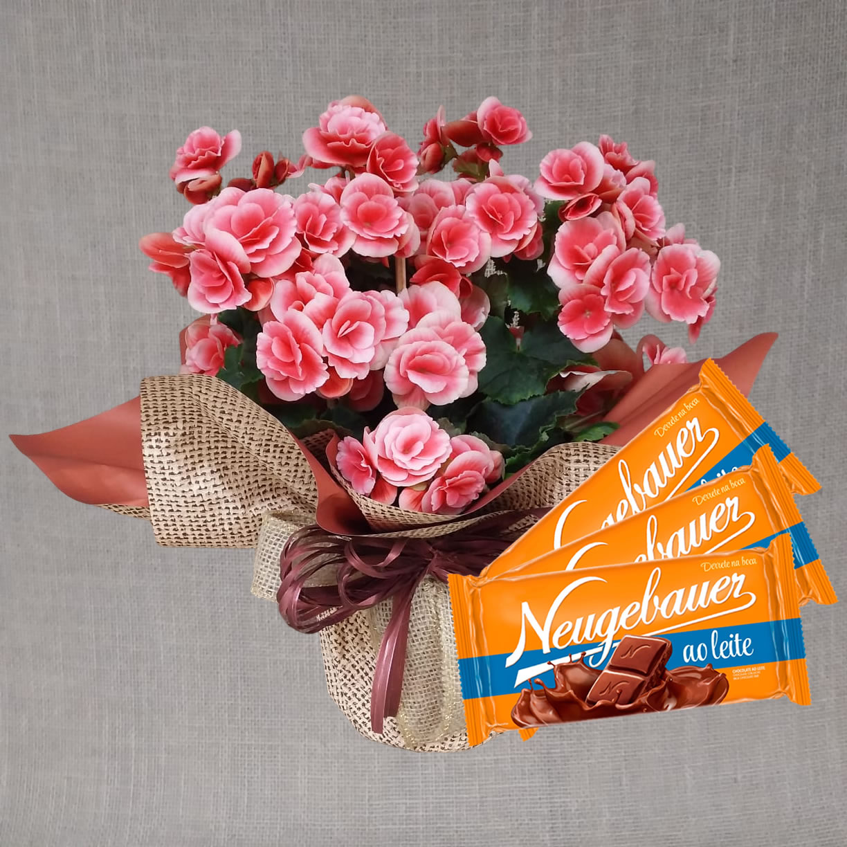 Begônia e Chocolate Neugebauer