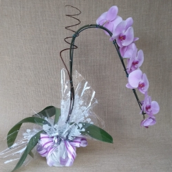 Orquídea Cascata (Phalaenopsis)