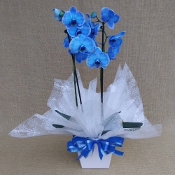 Rara Orquídea Azul
