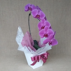 Orquídea Cascata (enfeitada)