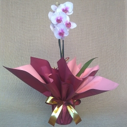 Clássica Orquídea (Phalaenopsis)